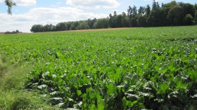 Field of turnips.