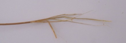 broken stem of a flax plant