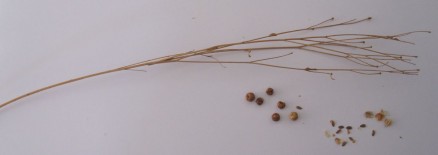 flax stem with separated seed pods inside which are the small flax seeds