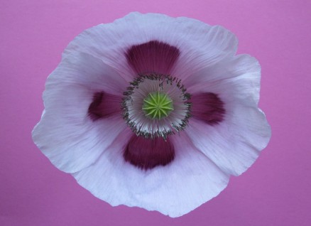 Mohnblume | poppy flower